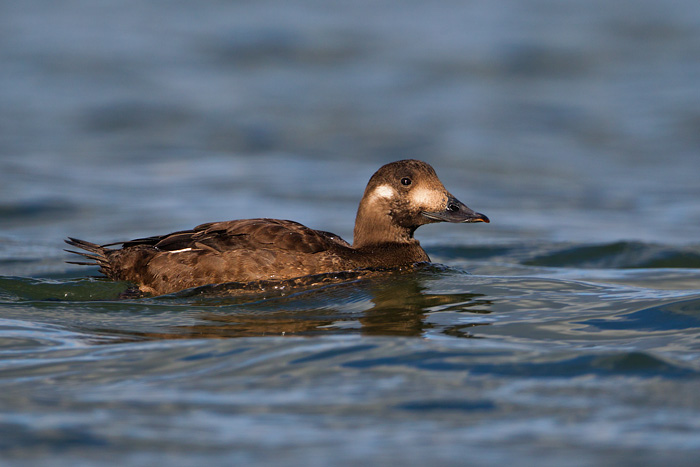 White-winged Scoter