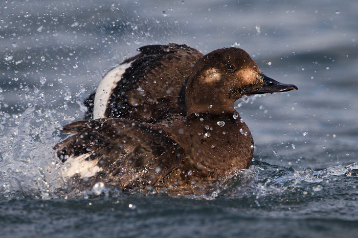 White-winged Scoter