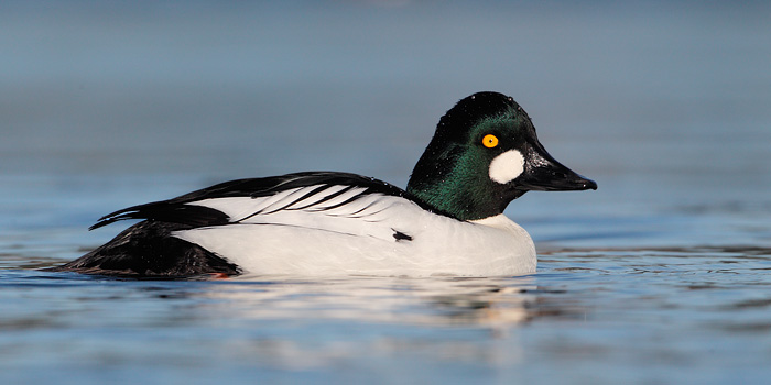 Common Goldeneye