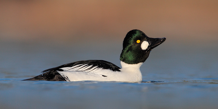 Common Goldeneye