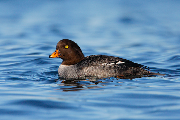 Barrow's Goldeneye