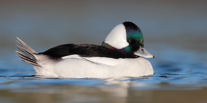 Bufflehead