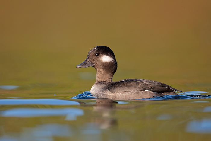 Bufflehead