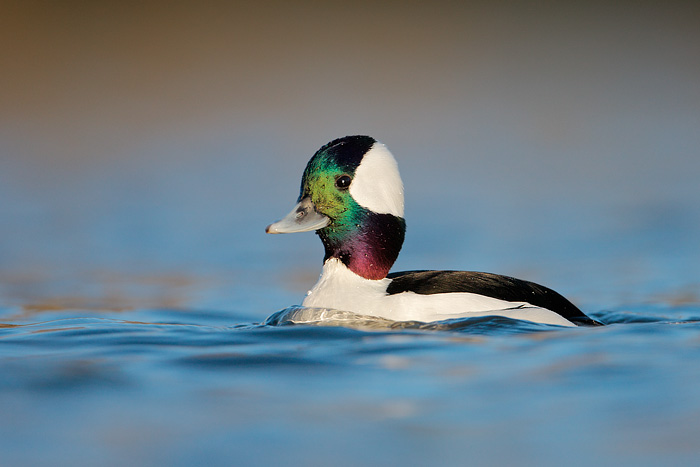 Bufflehead