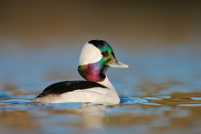 Bufflehead