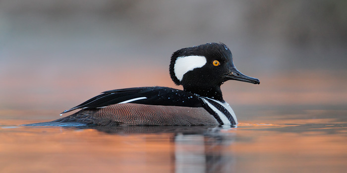 Hooded Merganser