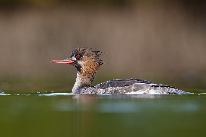 Red-breasted Merganser