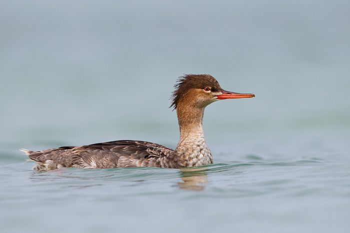 Red-breasted Merganser