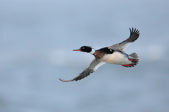 Red-breasted Merganser