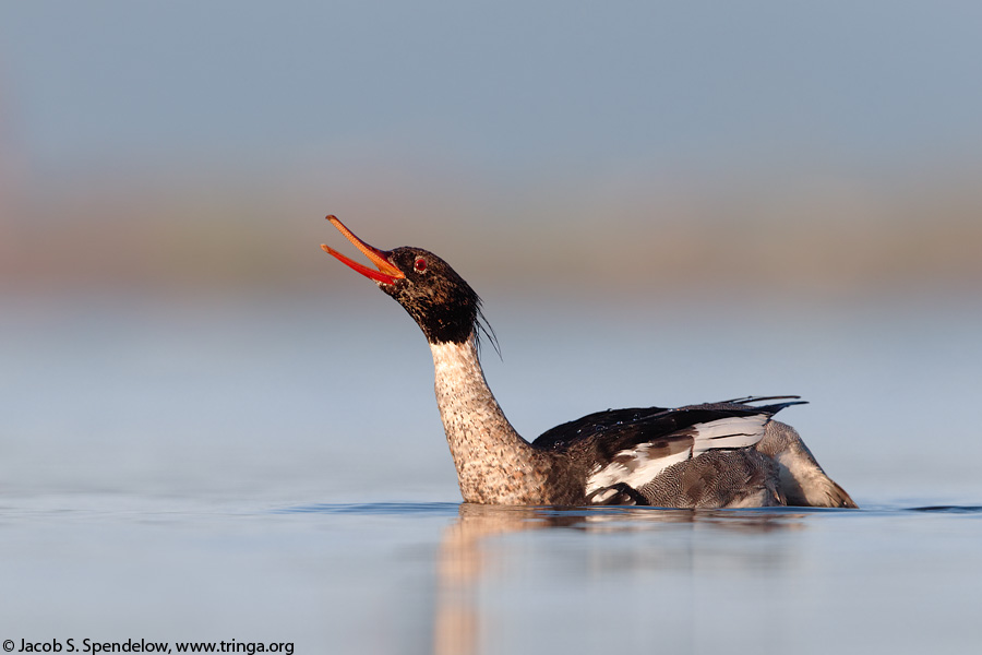 Red-breasted Merganser