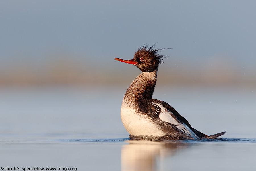 Red-breasted Merganser