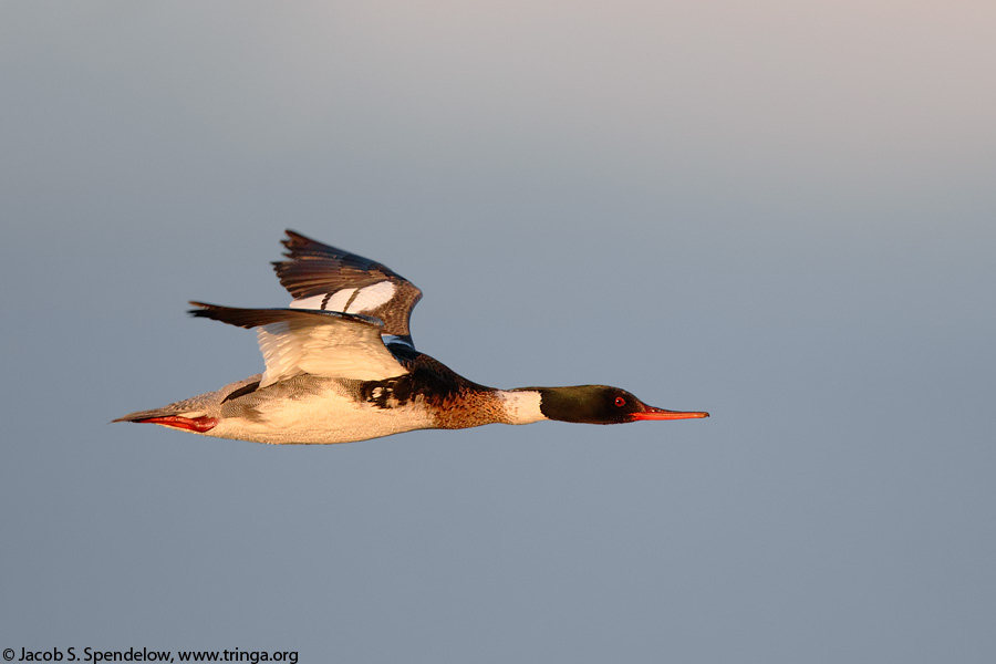 Red-breasted Merganser