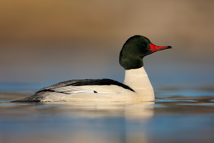 Common Merganser