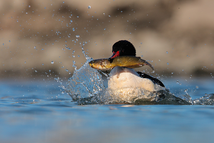 Common Merganser