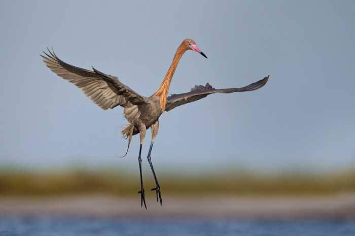 Reddish Egret