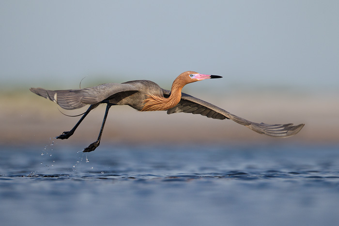 Reddish Egret