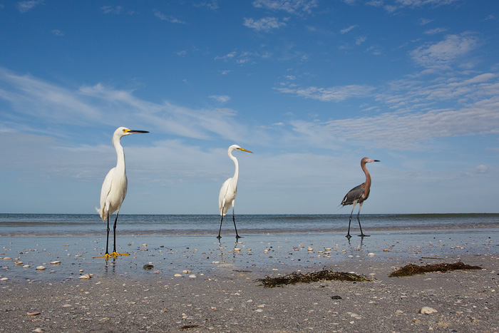 Snowy, Great, and Reddish Egrets