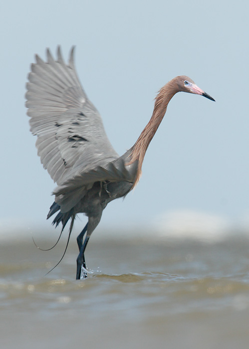 Reddish Egret