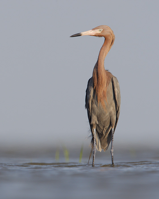 Reddish Egret