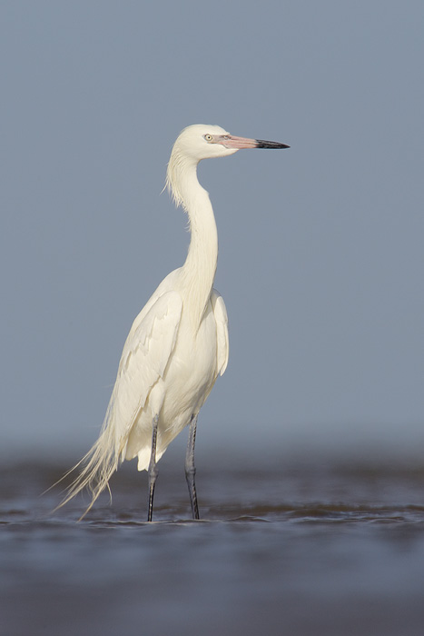 Reddish Egret