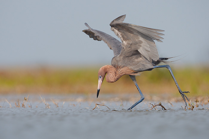 Reddish Egret