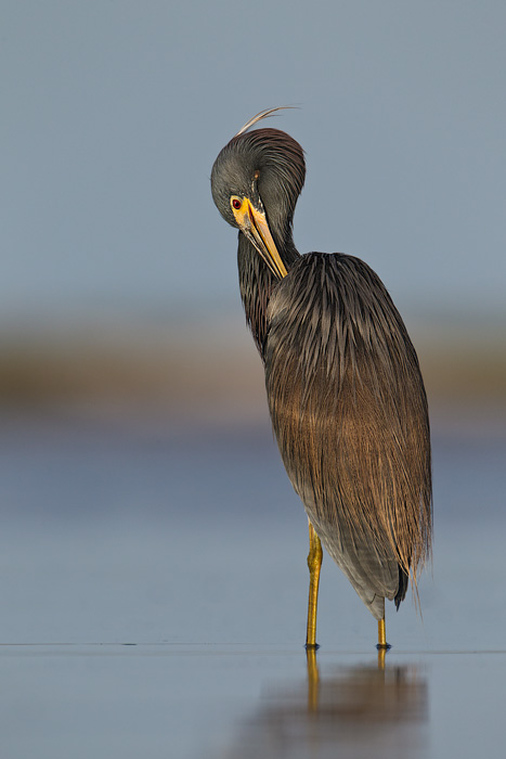 Tricolored Heron