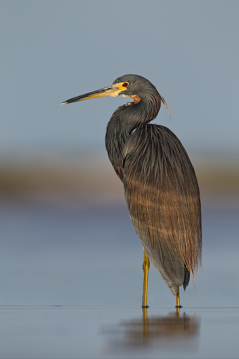 Tricolored Heron