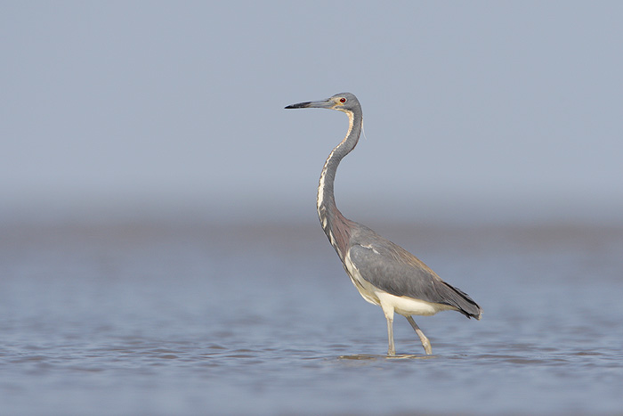 Tricolored Heron