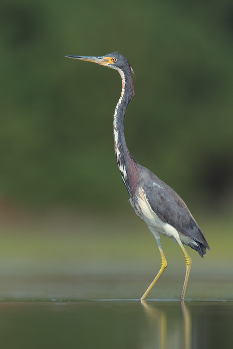 Tricolored Heron