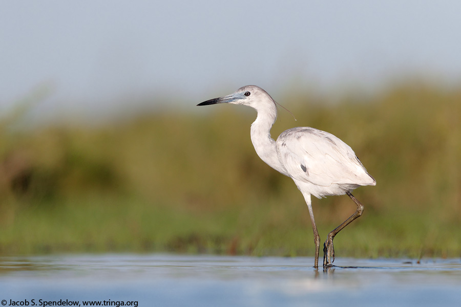 Little Blue Heron