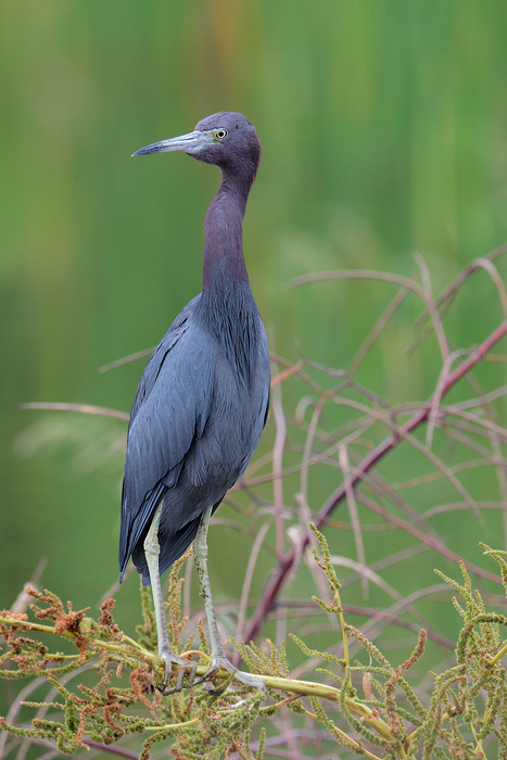 Little Blue Heron