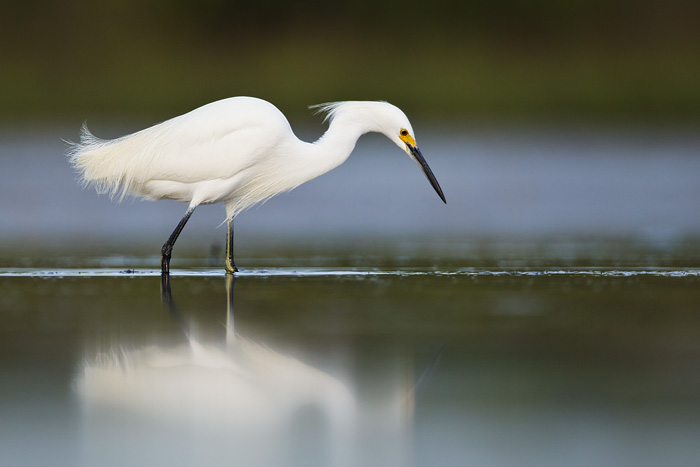 Snowy Egret