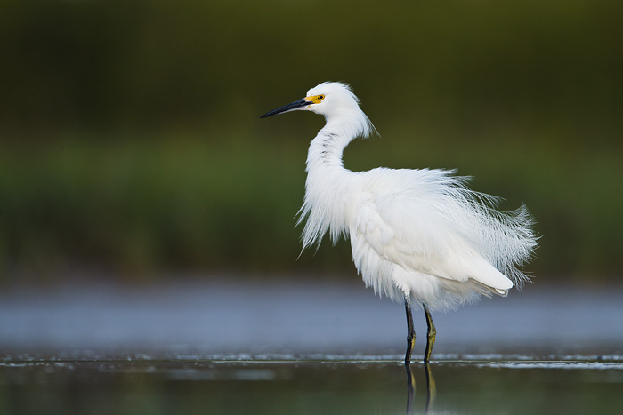 Snowy Egret