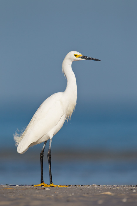 Snowy Egret