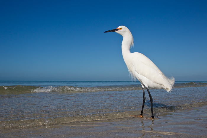 Snowy Egret