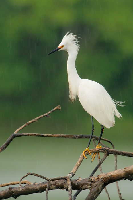 Snowy Egret