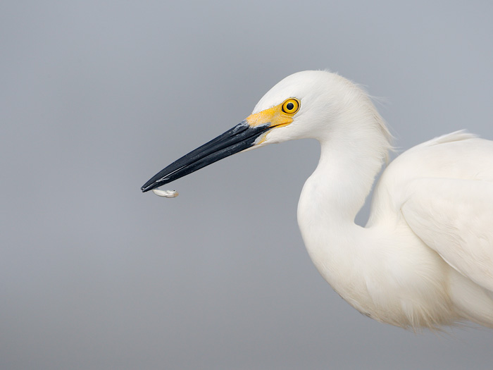 Snowy Egret