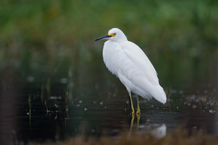 Snowy Egret