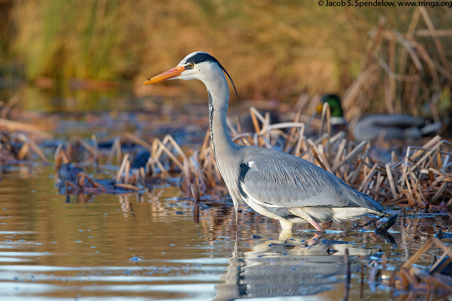 Gray Heron