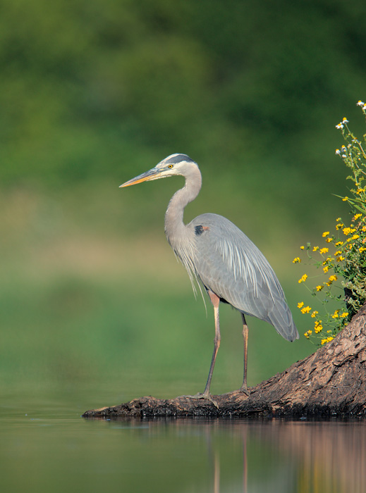 Great Blue Heron