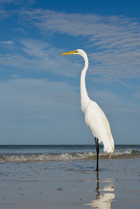 Great Egret