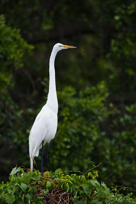 Great Egret