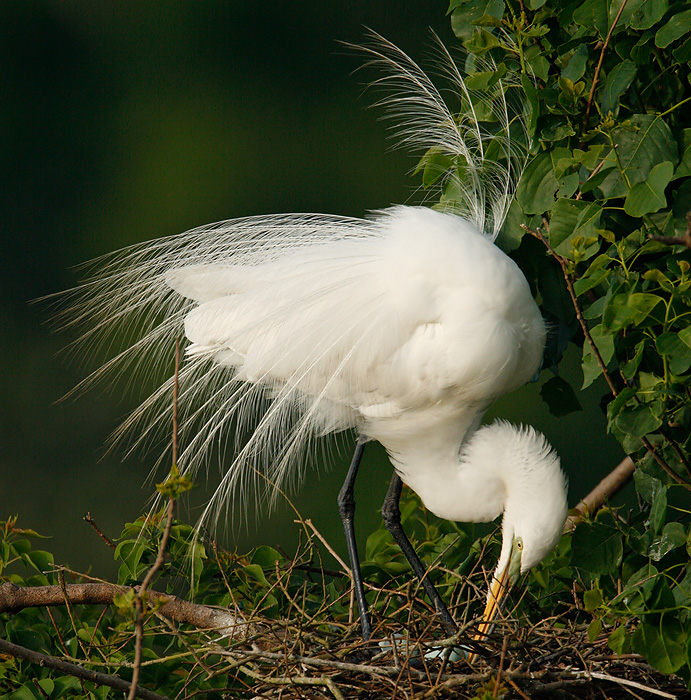 Great Egret