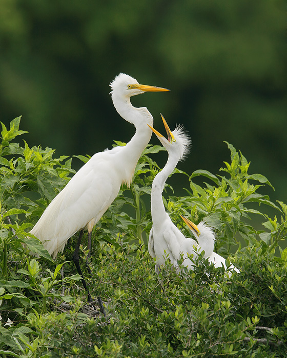 Great Egret