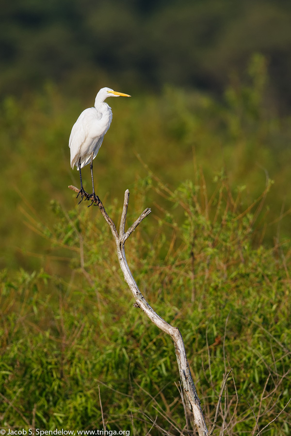 Great Egret