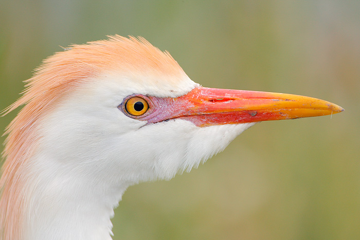 Cattle Egret