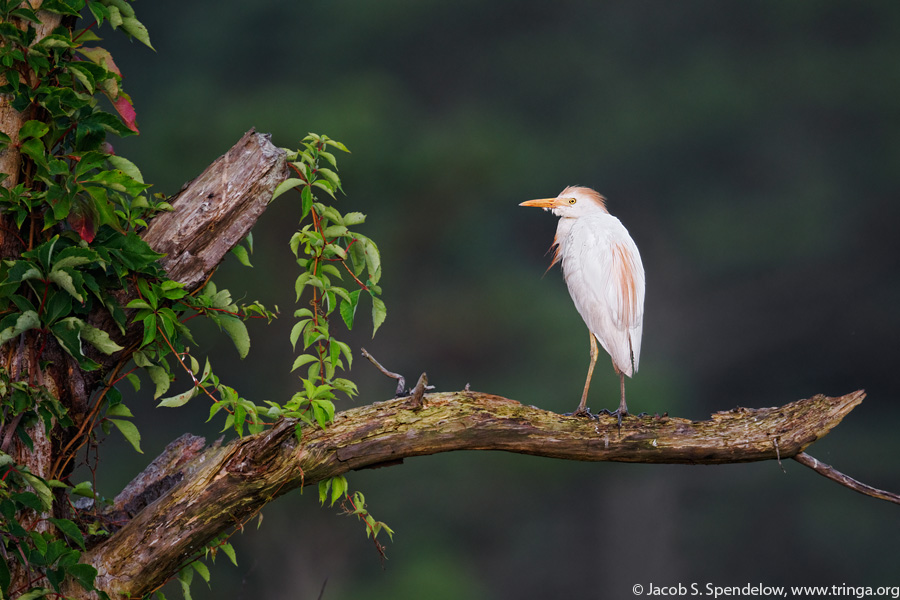 Cattle Egret