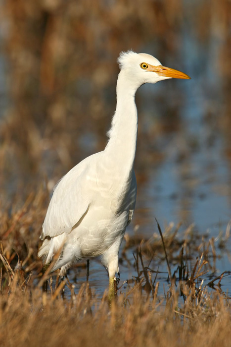 Cattle Egret