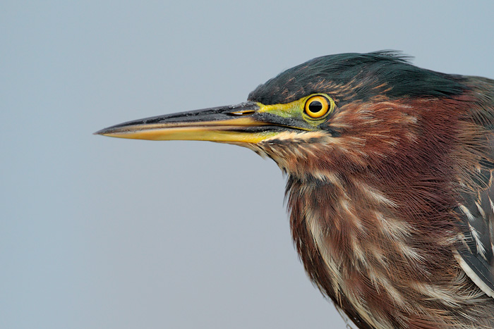 Green Heron