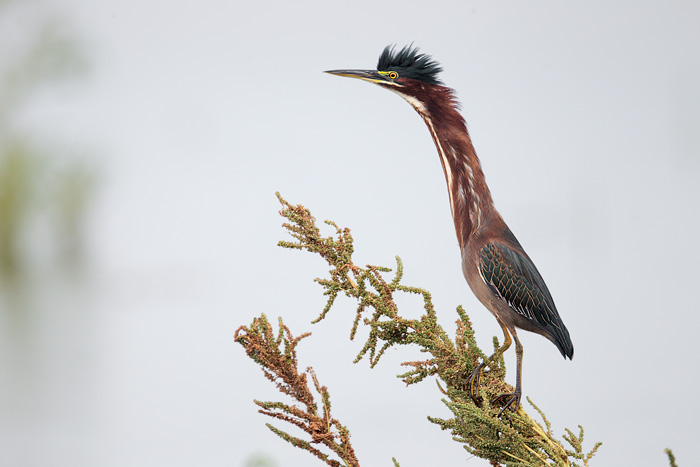 Green Heron